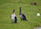 Aalscholver  (juveniel) (Great Cormoran) (Phalacrocorax carbo) - Ogii Nuur 14-08-2016 (4)